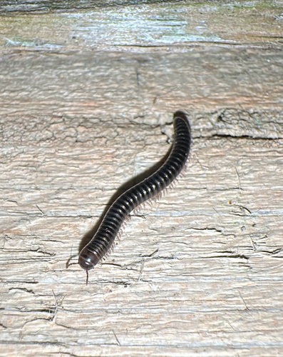 Cylindroiulus caeruleocinctus