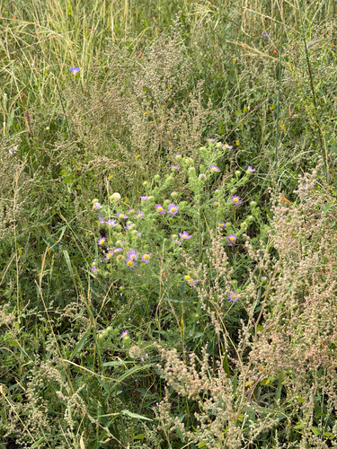 Machaeranthera tanacetifolia, photograph 6