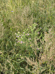 Machaeranthera tanacetifolia, photograph (c) CK2AZ, some rights reserved (CC BY)