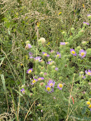 Machaeranthera tanacetifolia, photograph (c) CK2AZ, some rights reserved (CC BY)
