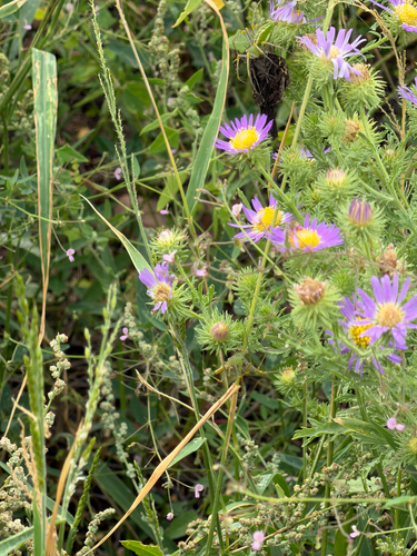 Machaeranthera tanacetifolia, photograph 4