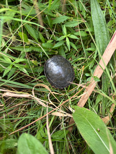 Painted Turtle