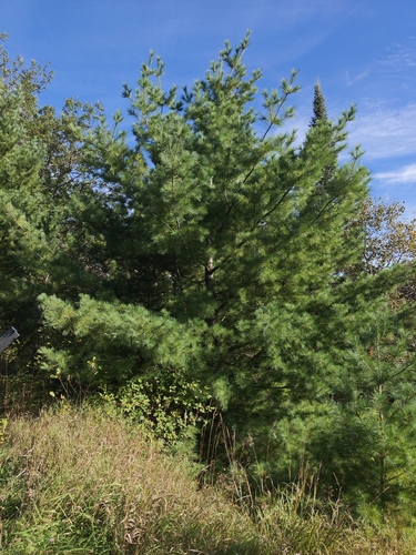 eastern white pine