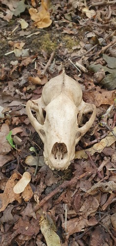 European Badger