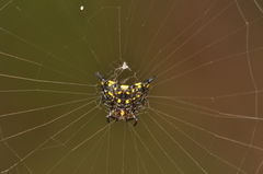 Acrosomoides acrosomoides