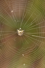 Acrosomoides acrosomoides