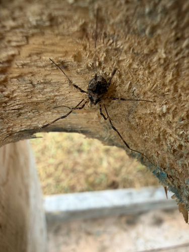 Painted Harvestman