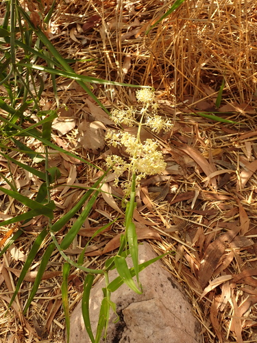Flagellaria indica, photograph 2