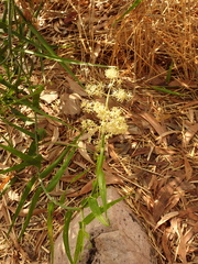Flagellaria indica, photograph (c) Stella Fish, some rights reserved (CC BY)