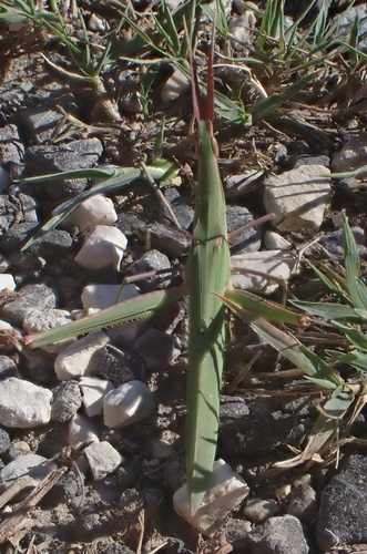 Mediterranean Slant-faced Grasshopper