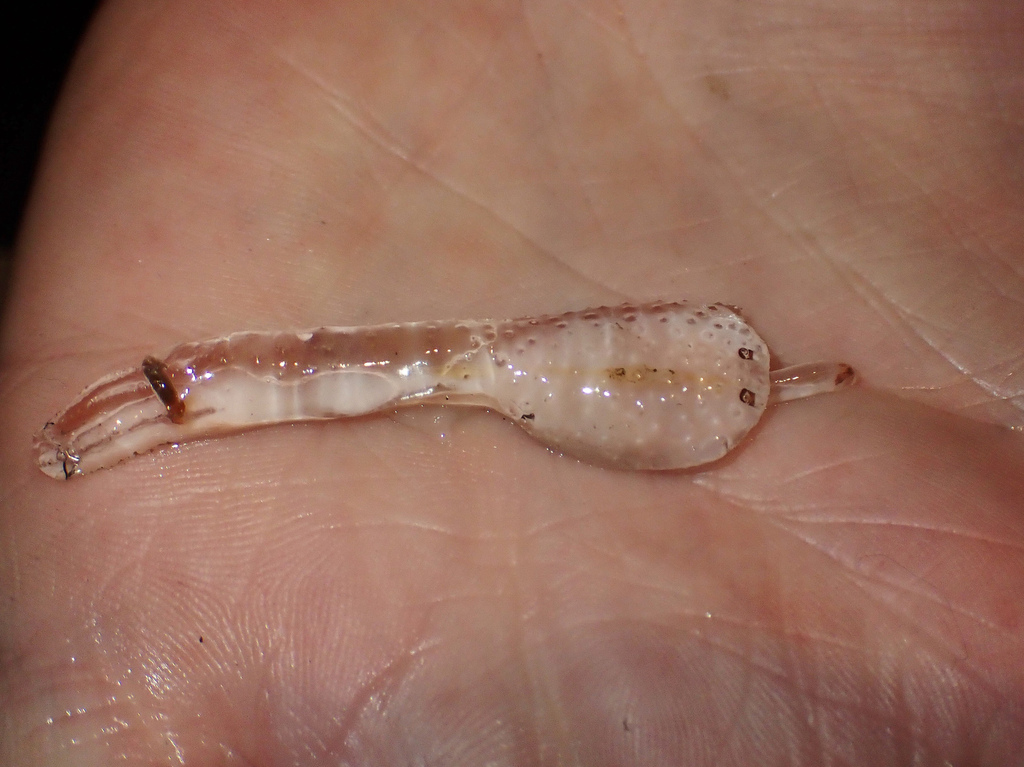 Floating sea snail
