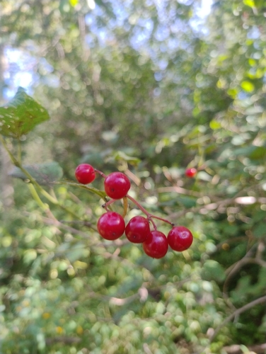 guelder-rose