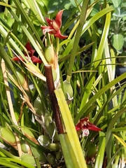 Maxillaria tenuifolia