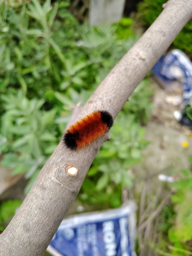 Isabella Tiger Moth