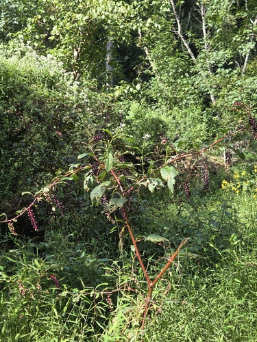 American pokeweed