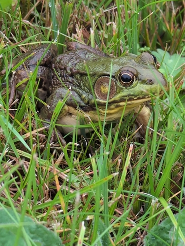 Green Frog