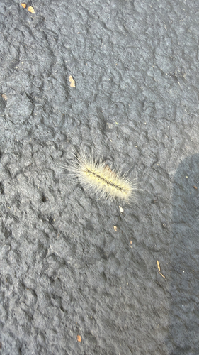 Fall Webworm Moth