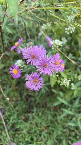 New England aster