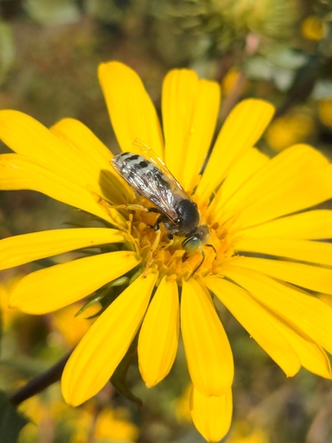 American Sand Wasp