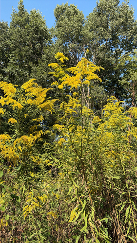 tall goldenrod