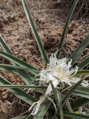 Leucocrinum montanum