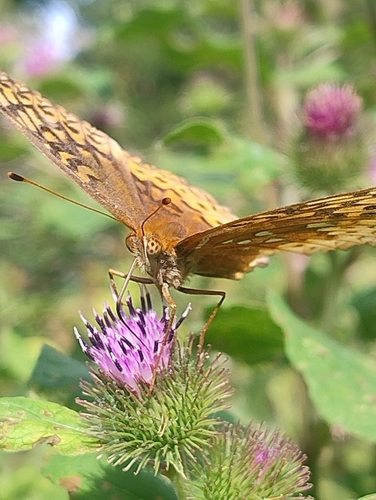 Great Spangled Fritillary