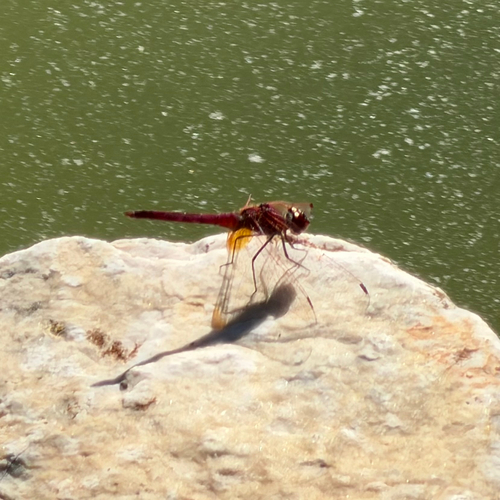 Violet Dropwing