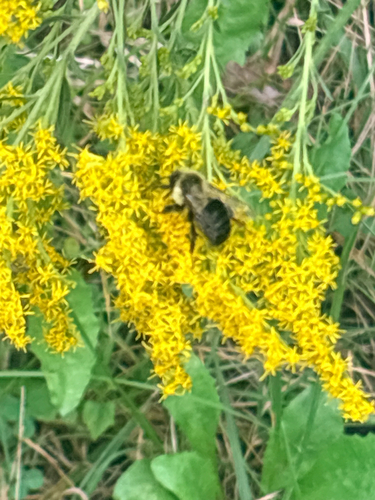 Common Eastern Bumble Bee