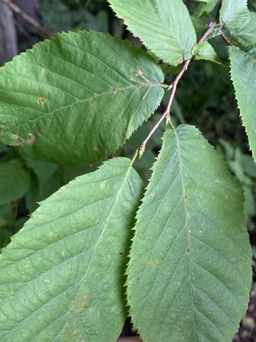 American hophornbeam