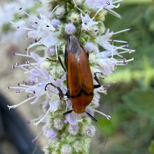 Macrosiagon ferruginea