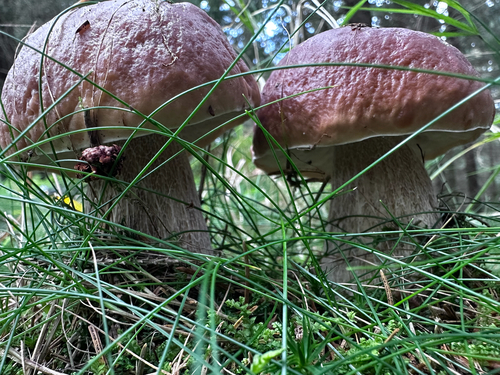King Bolete