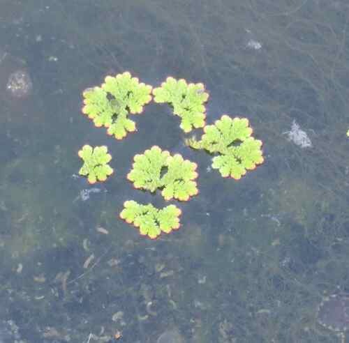 water fern