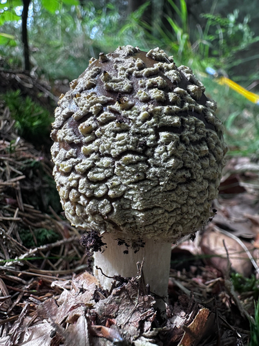 Royal fly agaric