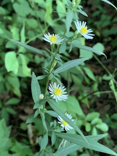 Ontario Aster