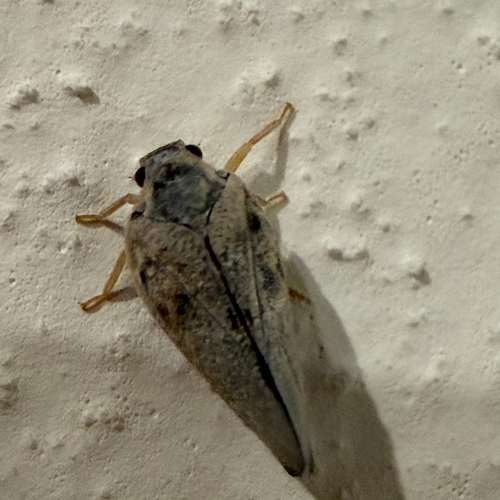 Citrus Flatid Planthopper