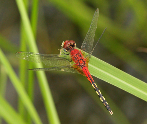 Barbet Percher