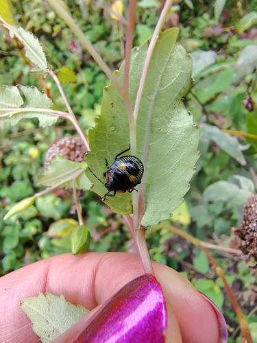 Green Stink Bug