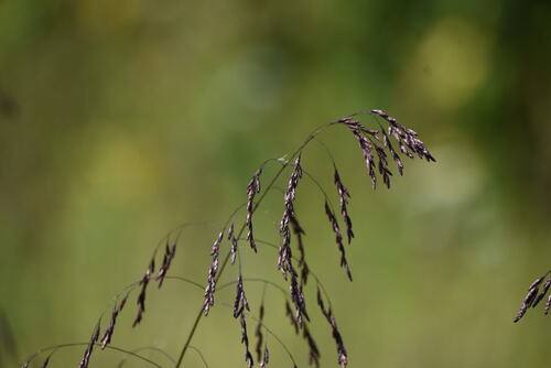 purpletop tridens