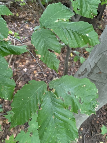 American beech
