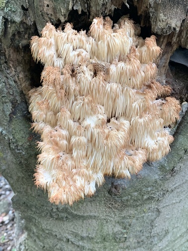 Bear's Head Tooth