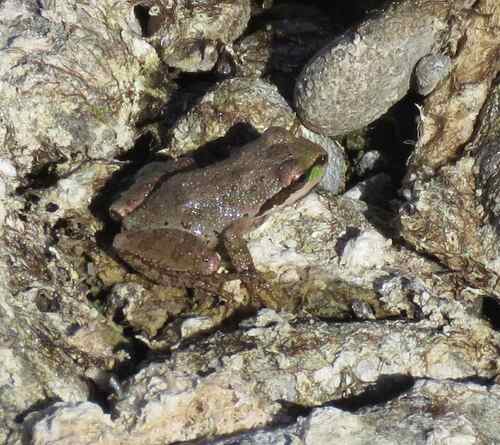 Pacific chorus frog