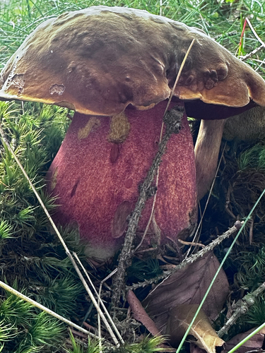 Dotted Stem Bolete