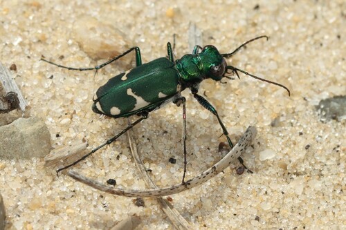 Northern Barrens Tiger Beetle photo 3
