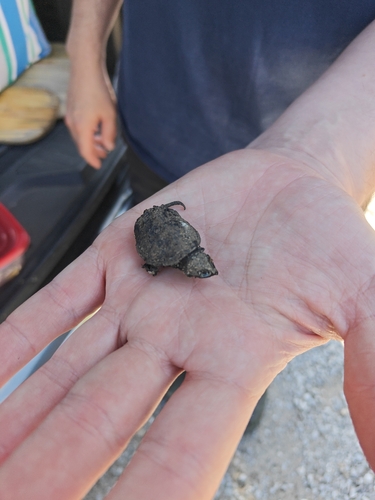 Common Snapping Turtle