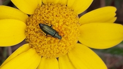 Psilothrix viridicoerulea