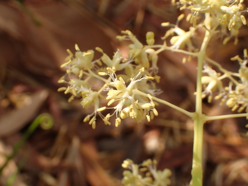 Flagellaria indica, photograph 1