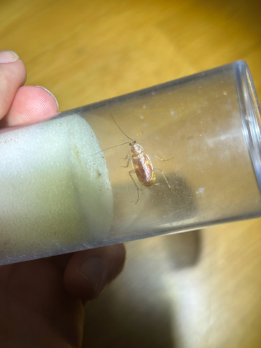 Brown-banded Cockroach