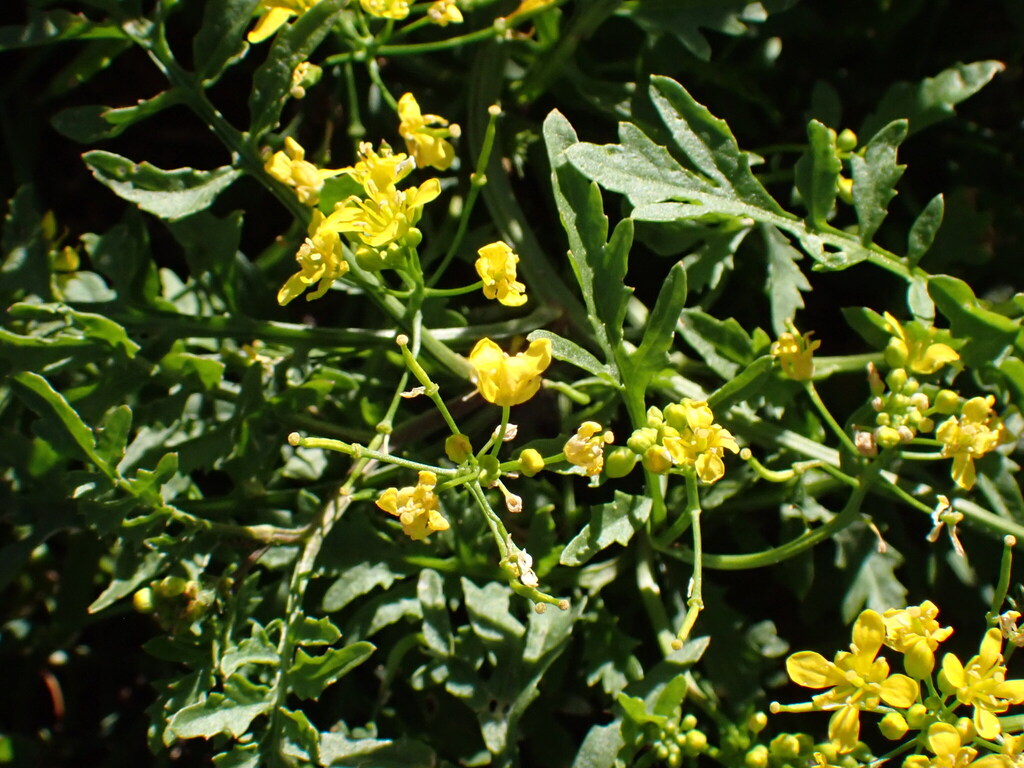 Rorippa sylvestris; photograph (c) petitcrabe, some rights reserved (CC BY)