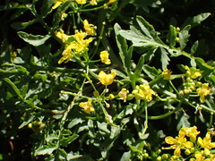 Rorippa sylvestris