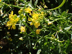 (c) petitcrabe, some rights reserved (CC BY) Rorippa sylvestris, photograph (c) petitcrabe, some rights reserved (CC BY)